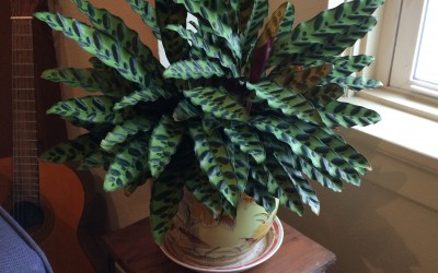 Maranta