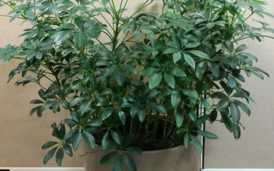 Schefflera arboricola