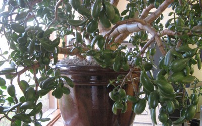 Jade tree